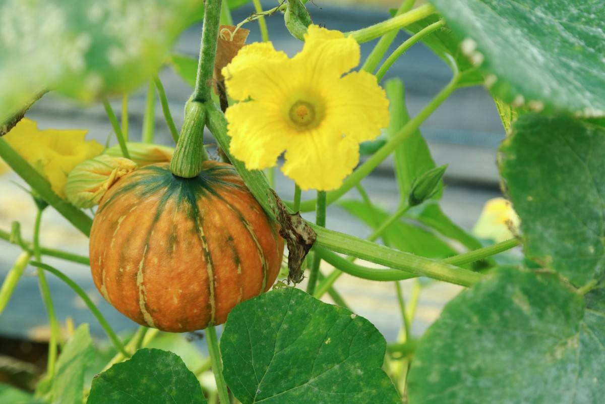 老人喜欢吃的南瓜藤,竟会给身体健康造成威胁,真是这样吗?_食用