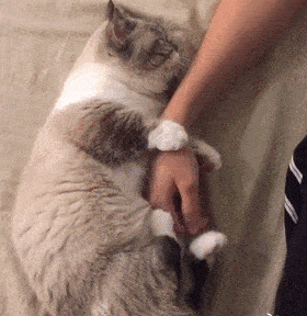 把猫咪喂胖,然后遗弃,这些人在变相虐待宠物吗?_Markus