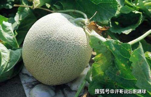 怎么挑选新鲜哈密瓜 c2fcc1a50212473bafeb51cf5776c110.jpeg