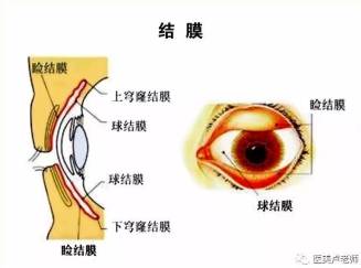 眼睛組織結構與營養吸收途徑詮釋