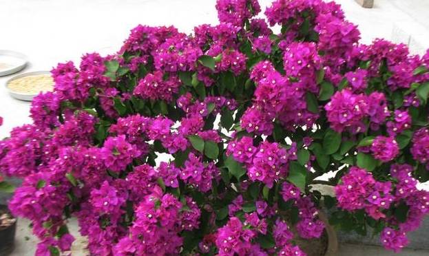 三角梅怎么提根造型 0ac37ca829ea4315a07d5ad4118fd534.jpeg