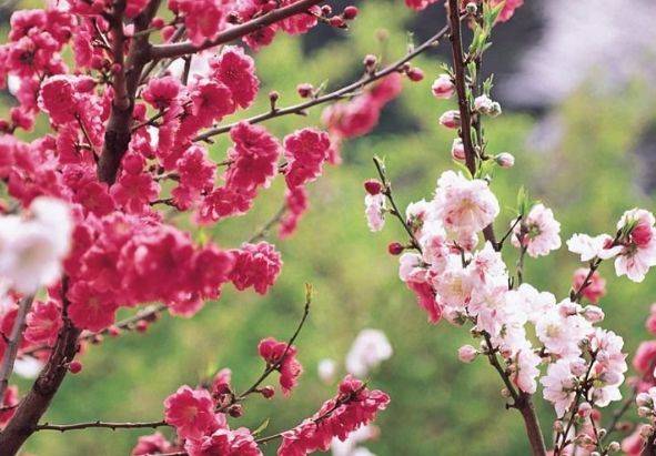 7月日开始 富贵来袭 4属相遇难呈祥 大吉大利 前途光明 横财