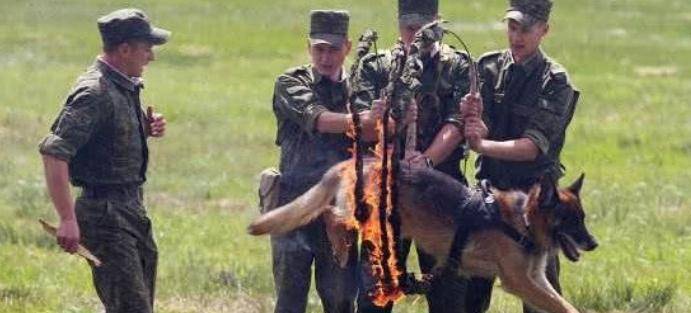 因为|2464人要求“炸死”导演,为了效果炸死军勋犬的姚守岗,被骂了