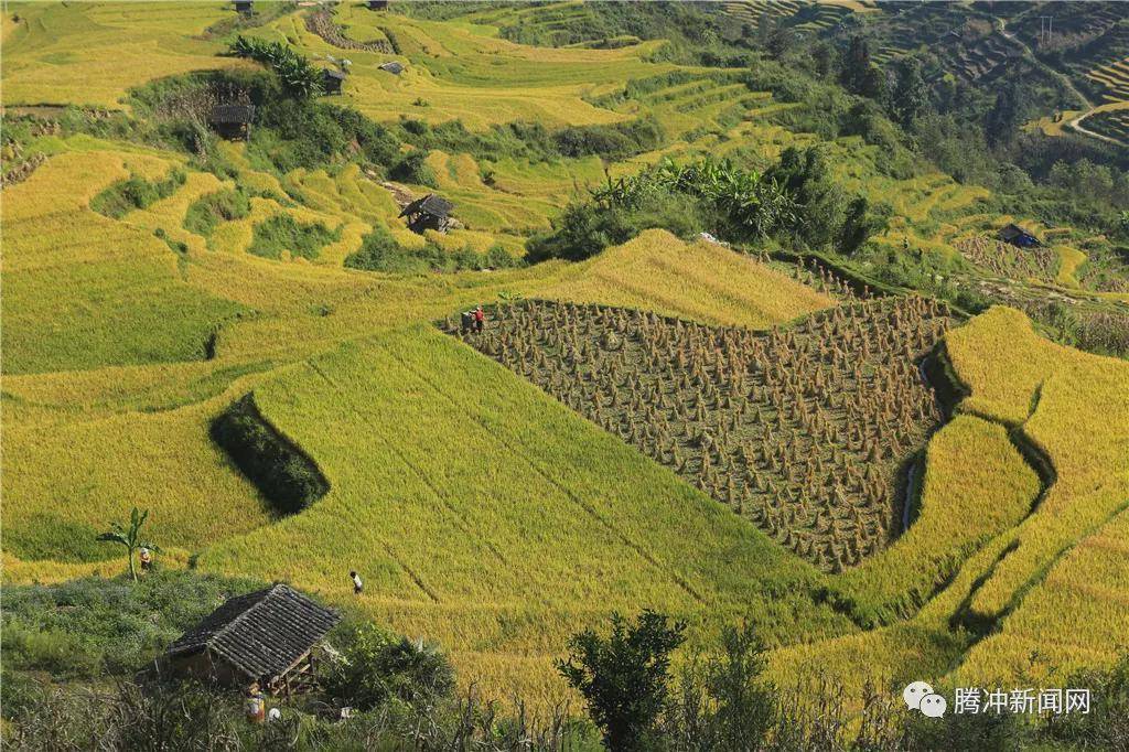 日子|云南腾冲：一林秋色天地远
