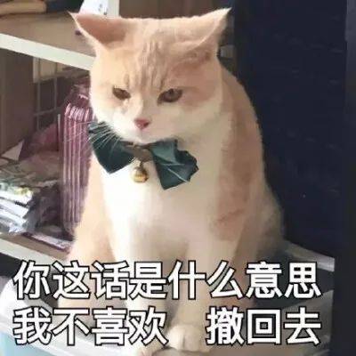 养猫之后 这几句话最 刺耳 网友 我养猫花你钱了吗 猫咪