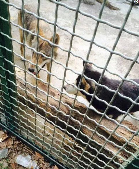 男童動物園玩耍，卻發現狼變了模樣，靠近一看讓人捧腹大笑！ 萌趣萌寵 第3张