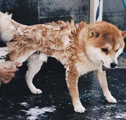 柴犬洗澡不忘耍帥，誰搶鏡頭跟誰急，這一幕把人都逗翻了！ 萌趣萌寵 第1张