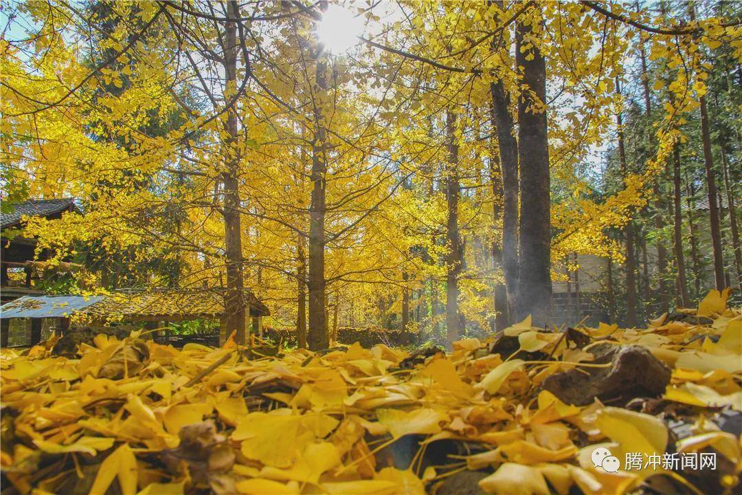 日子|云南腾冲：一林秋色天地远