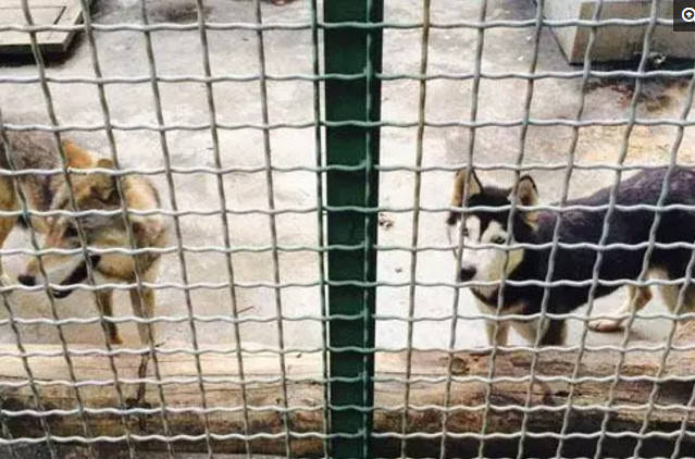 男童動物園玩耍，卻發現狼變了模樣，靠近一看讓人捧腹大笑！ 萌趣萌寵 第5张