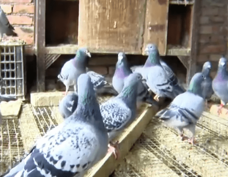 球菌|女子帮丈夫杀鸡后失去意识，险些丧命！医生：这病致死率高达40%