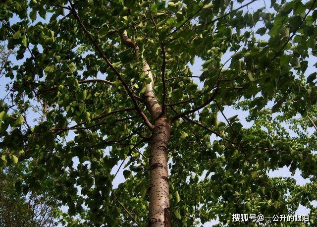 大树下的黄金，梦见自己在树边拉好多大便的深层寓意