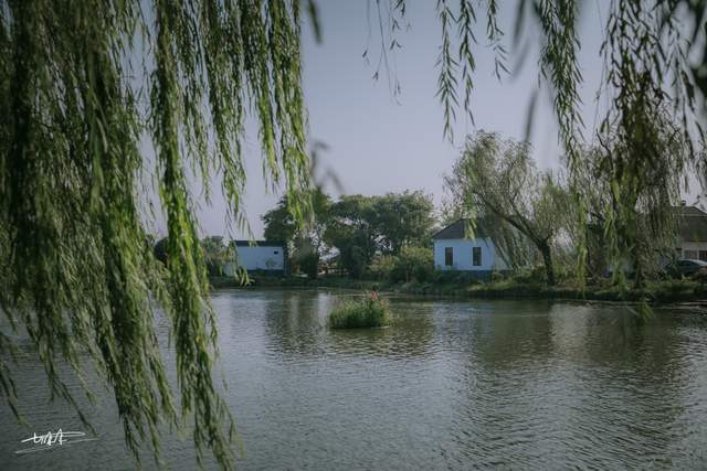 诗画|嘉兴五彩姚庄，让城里人羡慕的农村，过一个诗画田园的周末