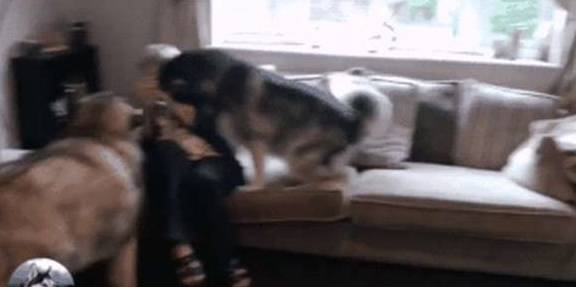 因为|阿拉斯加胖成球,缠着奶奶要零食吃,没有就赌气不理人,太现实了