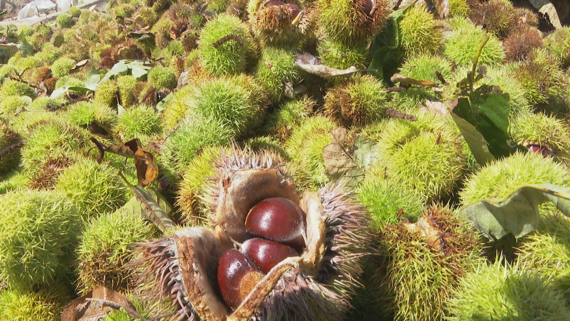 翔海集团:金秋板栗"开口笑" 农民喜收"致富果"!