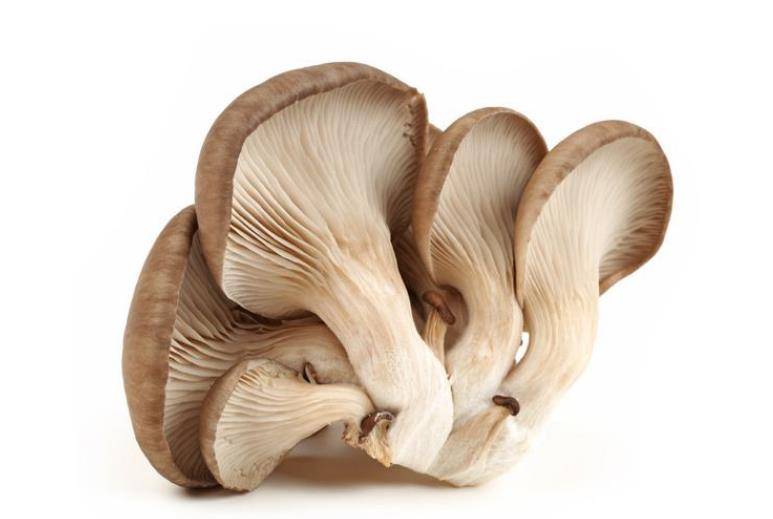 蘑菇为什么会长成圈 75efe351603043ee9e619f4158db4f9d.jpeg