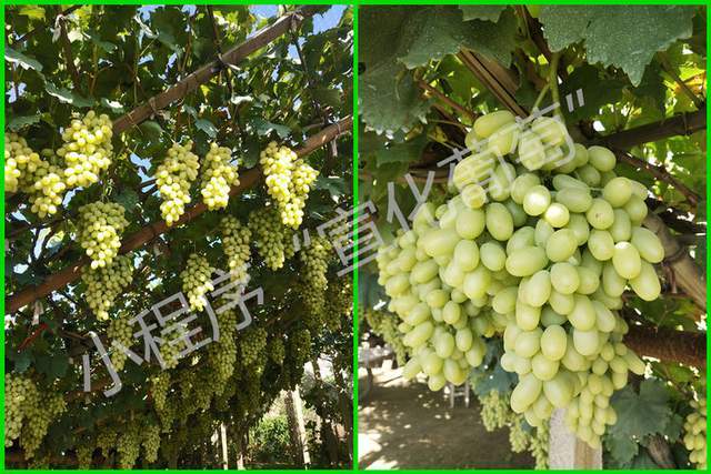 9月.10月来张家口必须要吃的特产-宣化牛奶葡萄