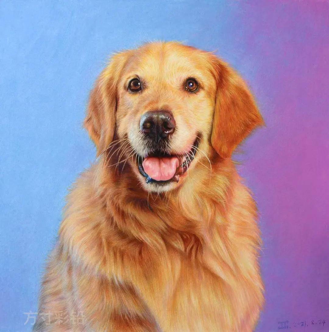 一只可爱的金毛送给你们[社会社会]彩铅静物---课堂示范案例工具:三福