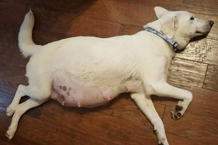 狗狗怀孕孕期有多久需要注意什么