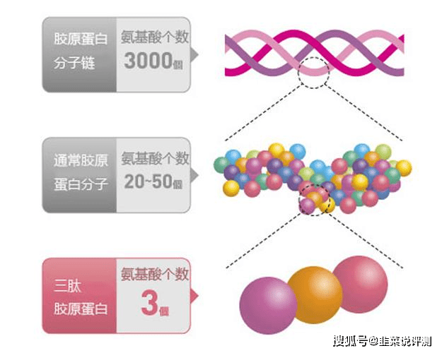 补充胶原蛋白肽分子量越小越好? 小分子量不稳定？