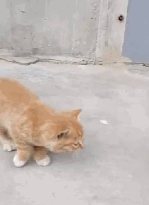 怎么抱小猫崽 0846a7dd430246dd8c6c3eb2bfc98b33.jpeg
