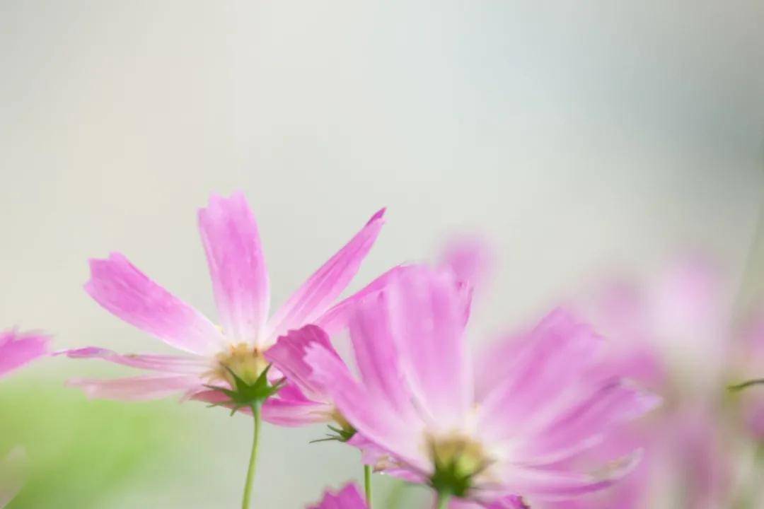 风会记得一朵花的香 生命