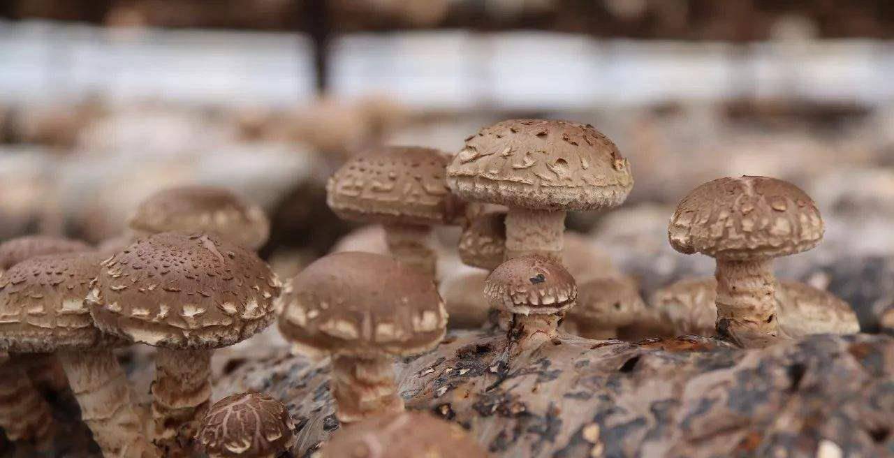 原创买香菇时看到这4种香菇就算价格再便宜大家也不要买