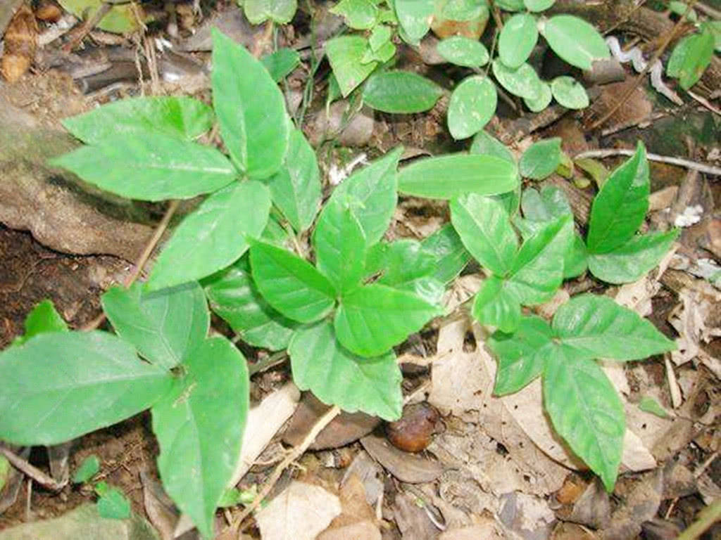 叶3片,以前多到没人要,如今1斤450元,遇见请珍惜