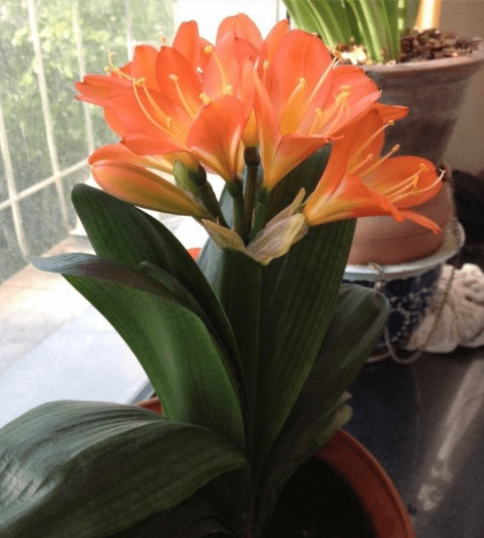 盆栽花卉君子兰 ce379319c0fb4fd0a2298112d9fe6f21.png