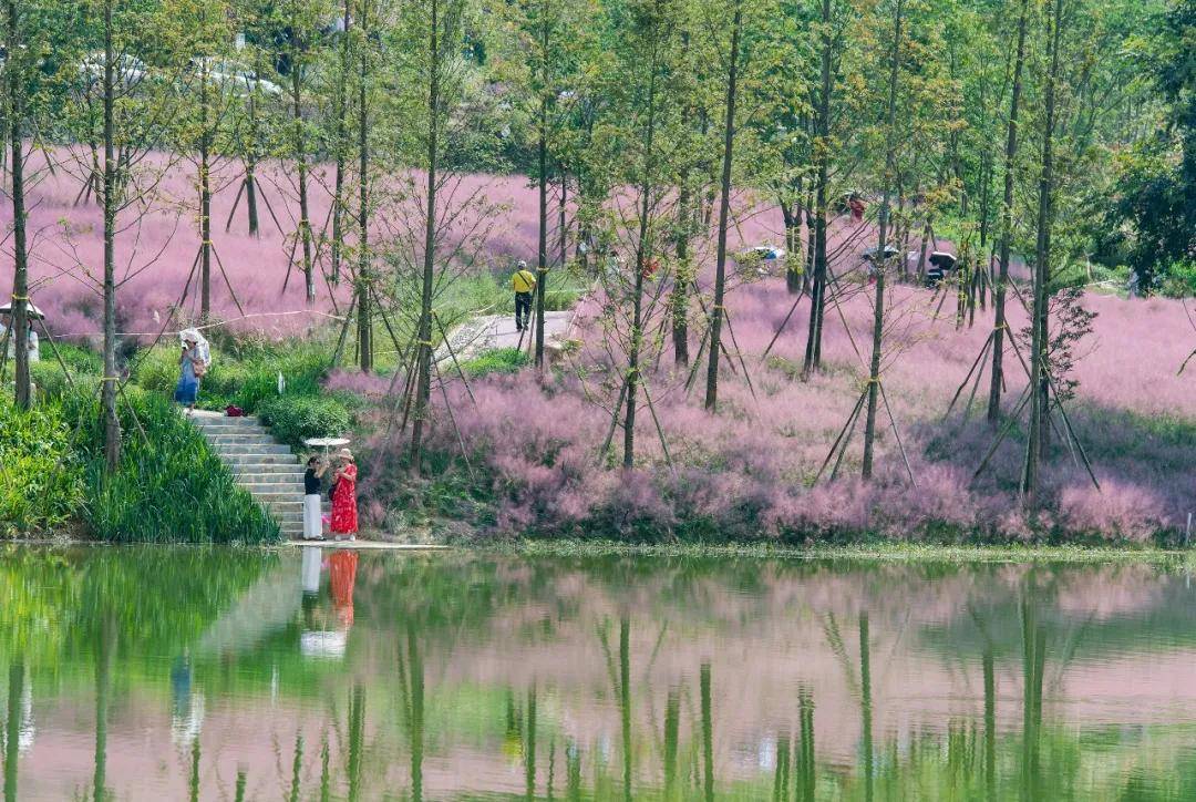 三河村|沙坪坝宝藏打卡地！不仅只有粉红花海，还有诗有景有远方......