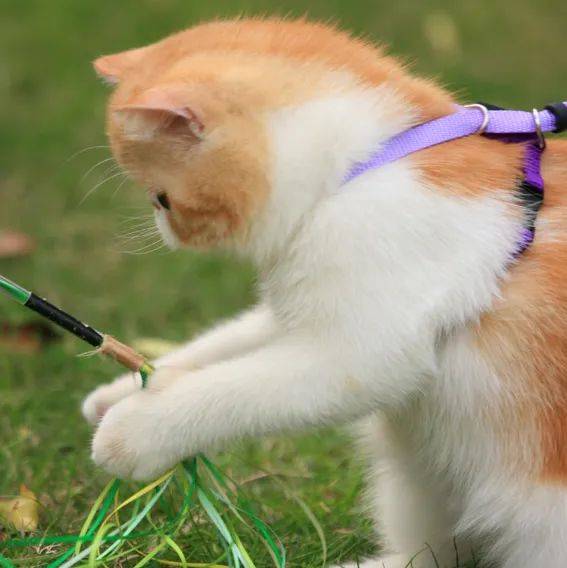 如何用绳子做猫咪的牵引绳 e8c8b62775644624a176332b00d25f5e.jpeg