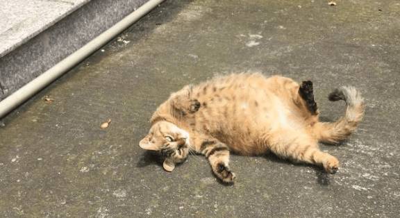 橘猫去公安局避寒,局长撸了一把,竟走上“警花”道路 橘猫去公安局避寒,局长撸了一把,竟走上“警花”道路