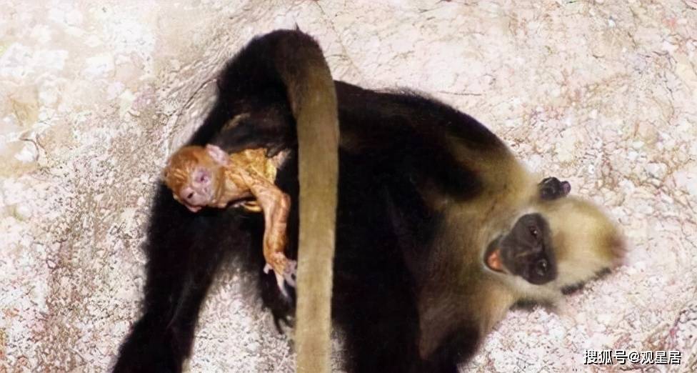 原创母猴突遭难产,情况危急,一旁的猴子走上前,感人的一幕出现了