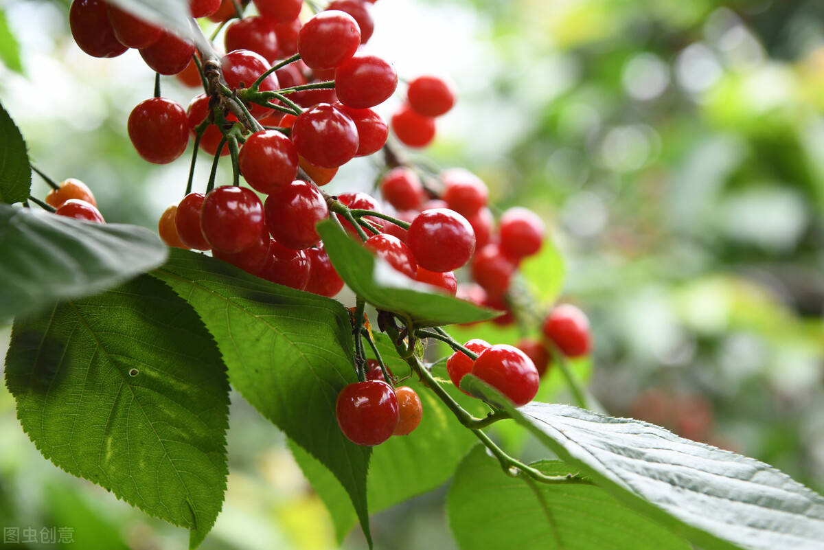 种植车厘子怎样促进花芽？什么是影响车厘子树座果率的因素？_搜狐网