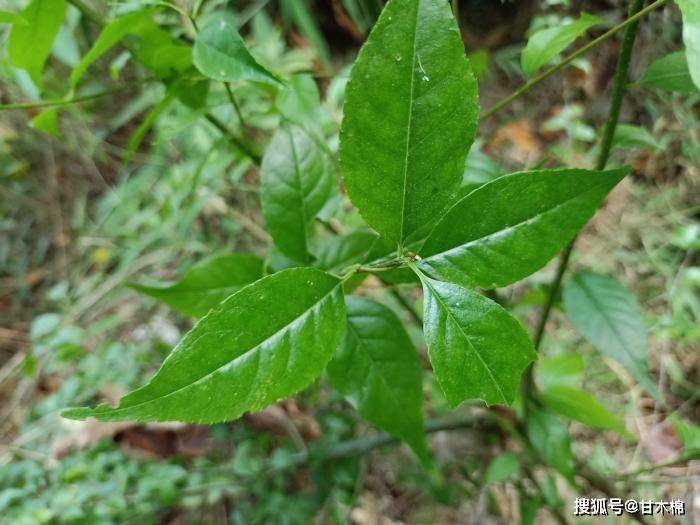 中草药图片及名称 e257e288157f4bde80e6945a66e8ffa1.jpeg