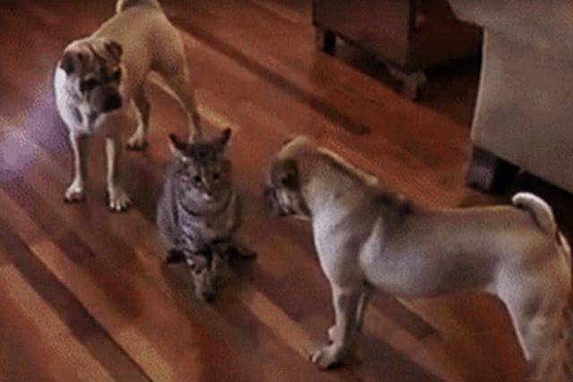 猫咪最霸气的中华大狸猫，哪怕狗子组团来对战，猫爪子一挥就没然后了