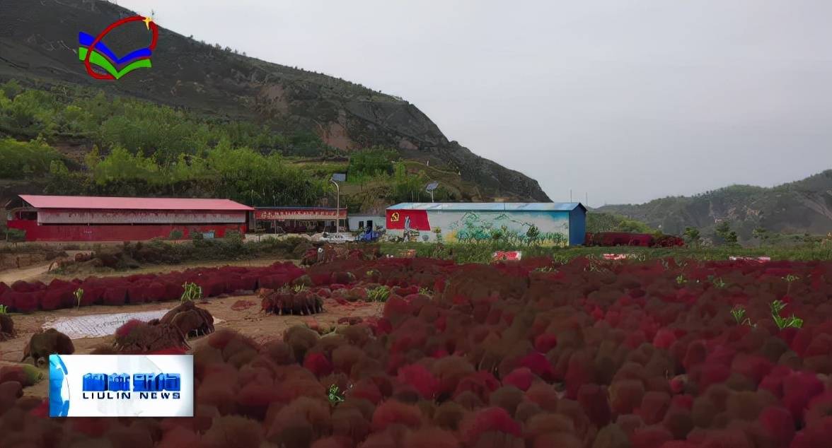 柳林曹家沟村扫帚红心献礼祖国