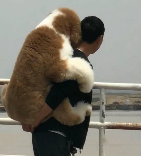 外出遊玩時擔心狗狗腳被燙傷，老爸全程背著巨貴犬！ 萌趣萌寵 第2张