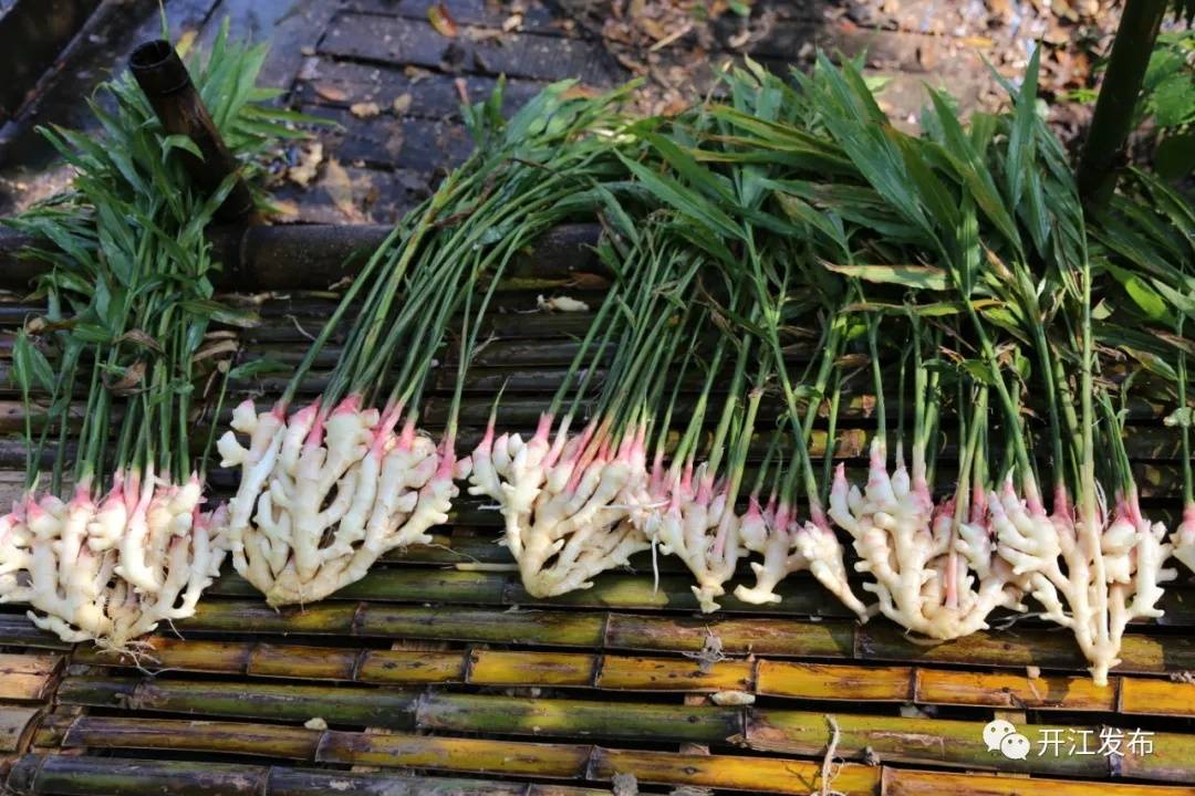长岭镇种植生姜的历史由来已久,特别是当地种植的竹根生姜颇负盛名