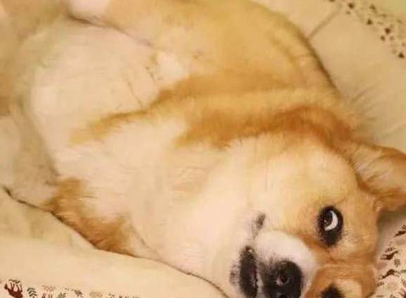 宠物柯基被二哈强上,三个月后生下一只独子,主人看了差点笑翻在地!