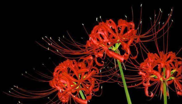 什么死人花 喜欢的就是它 一挖一大堆 开花美如仙 叶子先