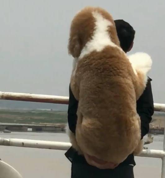 外出遊玩時擔心狗狗腳被燙傷，老爸全程背著巨貴犬！ 萌趣萌寵 第1张