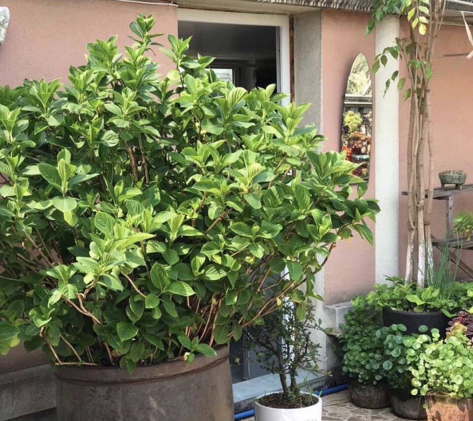 客厅最旺家的绿植鸭脚木 d01b6dc2dfc2490b8ad47b39d59ebe49.jpeg