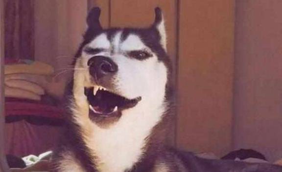 因为柯基沉迷拆家致敬二哈,铲屎官愁白头发,学会这三招让狗狗变乖巧