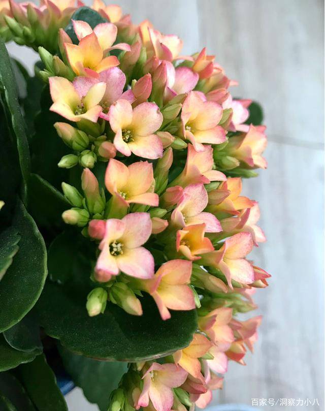 如何修剪长寿花残花 159d5c96895942778cc0207ae08163e6.jpeg