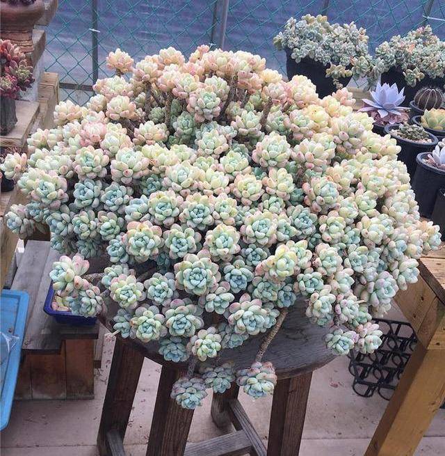 怎么养多肉会爆盆 2194f819d2e043db8e6c369812e54b5c.jpeg