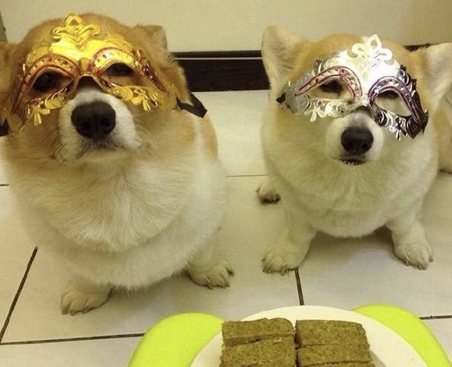 第三者柯基夫妻举行婚礼,场面唯美,度蜜月却出现第三者