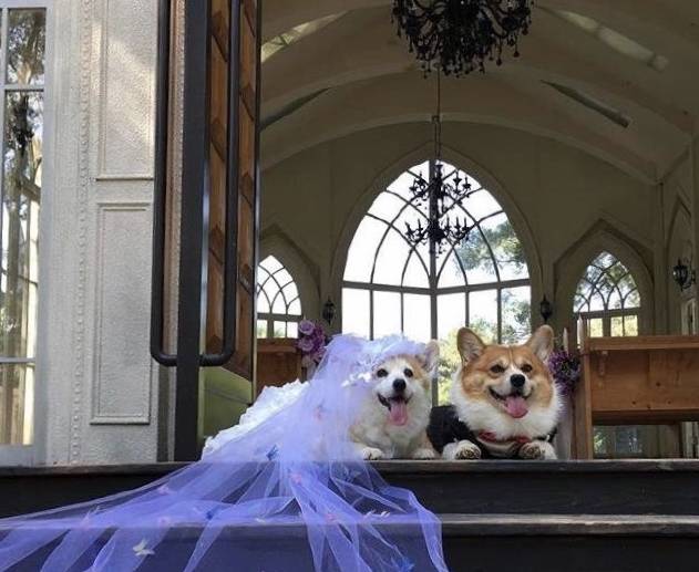 第三者柯基夫妻举行婚礼,场面唯美,度蜜月却出现第三者