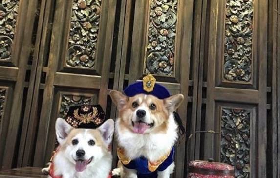 第三者柯基夫妻举行婚礼,场面唯美,度蜜月却出现第三者