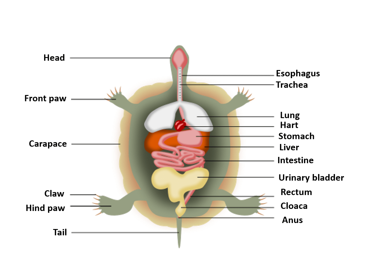 应该帮助一只倒置的乌龟吗有些人可能会觉得倒置的乌龟很有趣