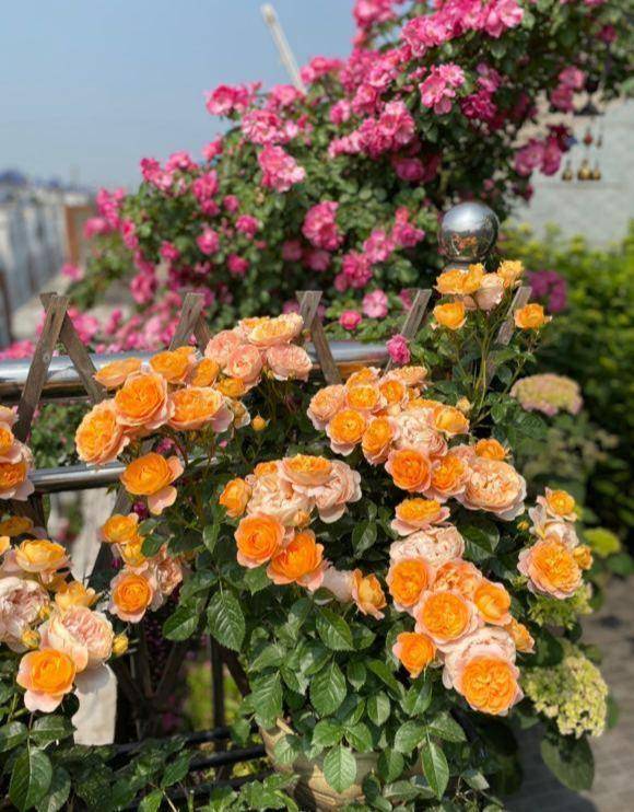 月季花怎样才能不生红蜘蛛 6cfb76ce79e942f2afa67929acb68f39.jpeg